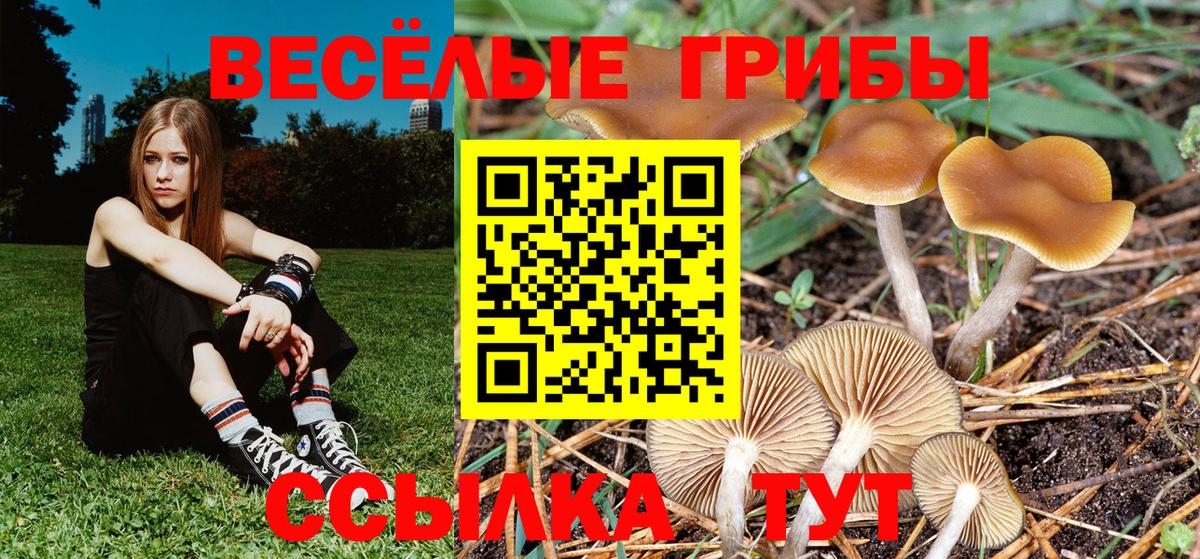Галлюциногенные грибы MAGIC MUSHROOMS  Вход с VPN  Брянск 